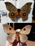 FIGURE 1a FIGURE 1a